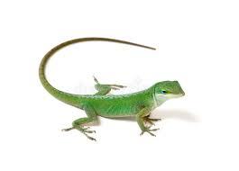 Green Anole