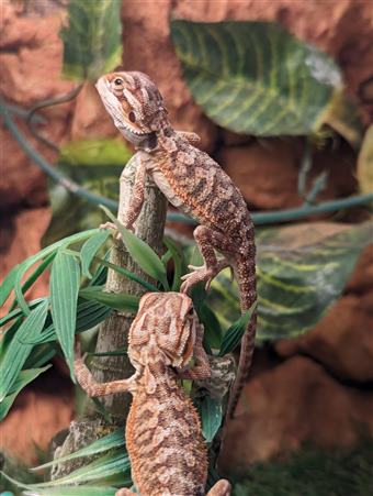 Bearded Dragon