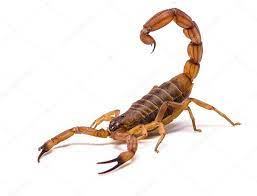 Yellow Devil Scorpion