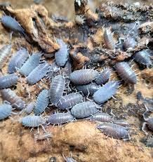 Tropical Grey Woodlice