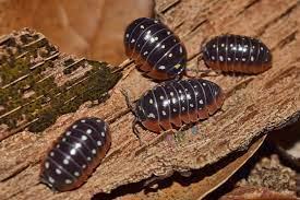 Clown Isopods