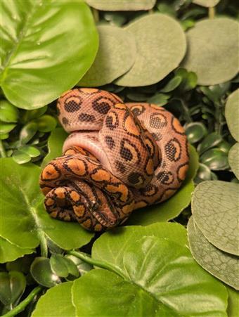 Brazilian Rainbow Boa