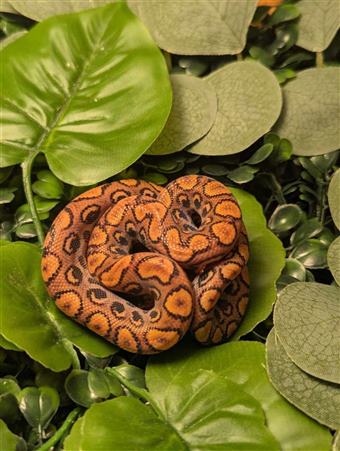 Brazilian Rainbow Boa