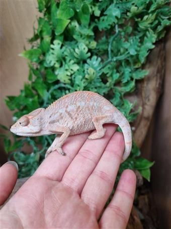 Panther Chameleon (Ambilobe)