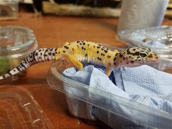 Leopard Gecko (Normal)