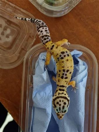 Leopard Gecko (Normal)