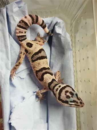 Leopard Gecko (Mac Snow)