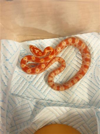 Corn snake (albino)