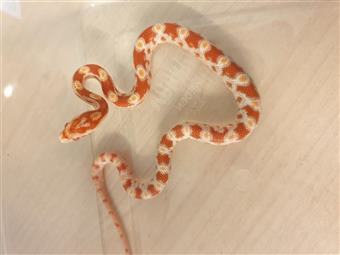 Corn snake (albino)