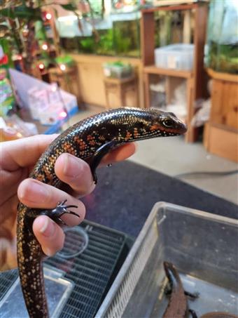 Fire Skink