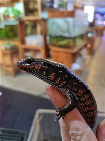 Fire Skink