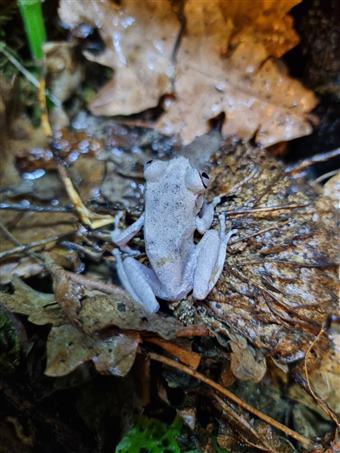 Ghostly tree frog