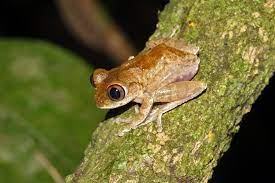 Ghostly tree frog