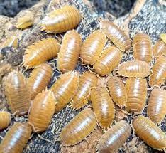 Giant Orange Woodlice