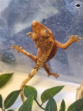 Crested Gecko 