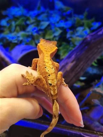 Crested Gecko 