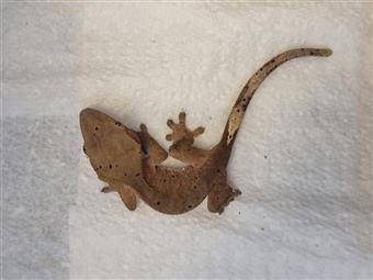 Crested Gecko 