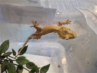 Crested Gecko 