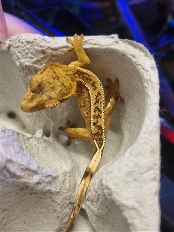 Crested Gecko 