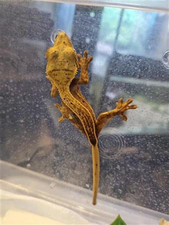 Crested Gecko 