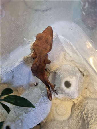 Crested Gecko 