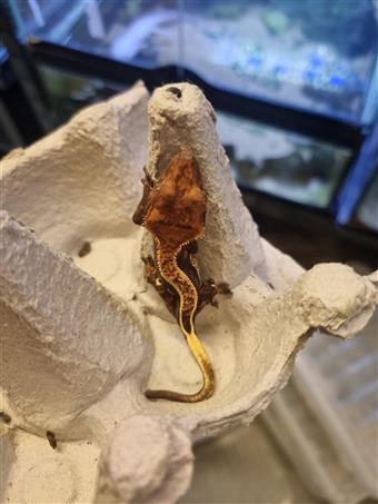 Crested Gecko 