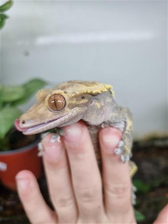 Crested Gecko 