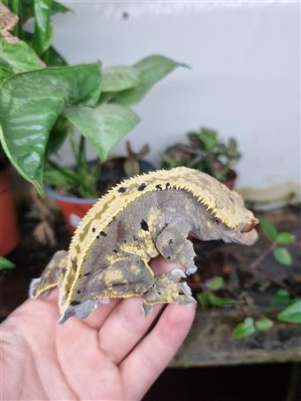 Crested Gecko 