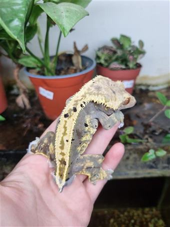 Crested Gecko 