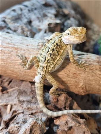 Bearded Dragon (fancy leatherback)