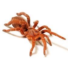 Asian Fawn Tarantula