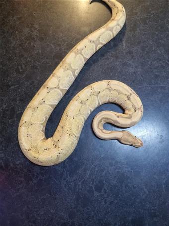 Royal Python (banana)