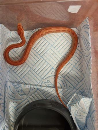 Corn Snake (Albino Stripe)