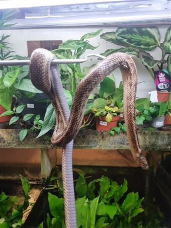 Florida King Snake