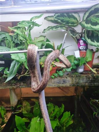 Florida King Snake