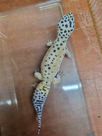 Leopard Gecko (Mix Morph)