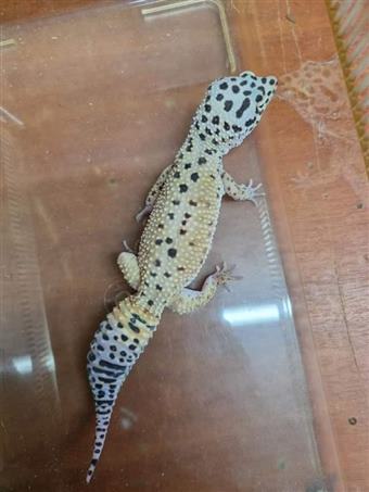 Leopard Gecko (Mix Morph)