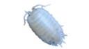 Snow White Isopods