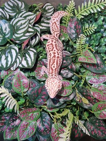 Leopard Gecko (Albino)