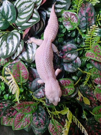 Leopard Gecko (Blazing Blizard)