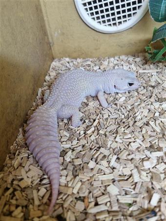 Leopard Gecko (Blazing Blizard)