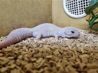 Leopard Gecko (Blazing Blizard)