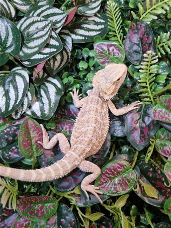 Bearded dragon (Hypo)