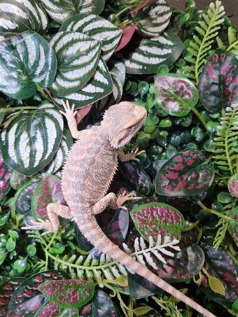 Bearded dragon (Hypo)