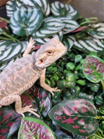 Bearded dragon (Hypo)