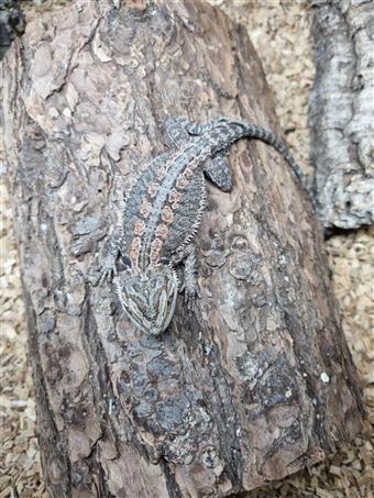 Bearded dragon