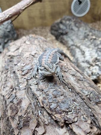 Bearded dragon