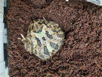 Horned Frog (Camo)