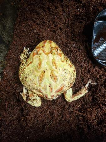 Horned Frog (Albino)