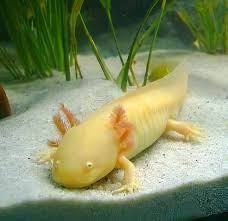 Axolotl (Golden)